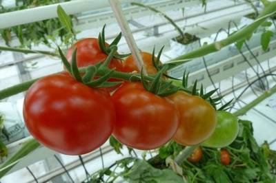Какие сорта помидоров не нужно пасынковать? - aif.ru