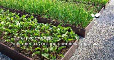 Эстетика огорода — как сделать огород привлекательным - botanichka.ru