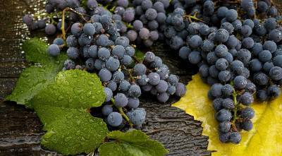 Как правильно поливать и подкармливать виноград с мая по октябрь - supersadovnik.ru