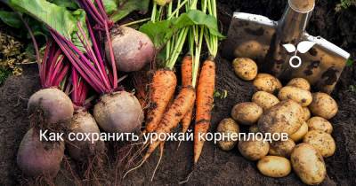 Как сохранить урожай корнеплодов - botanichka.ru