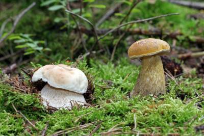 Вкусный или опасный? Ядовитые трубчатые грибы, которые растут у нас - ogorod.ru