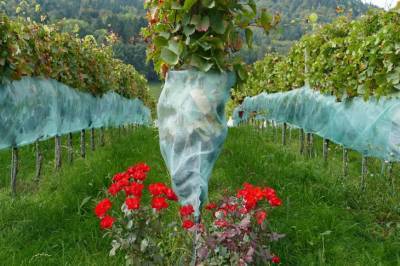 Зачем опытные дачники розы сажают возле винограда - belnovosti.by