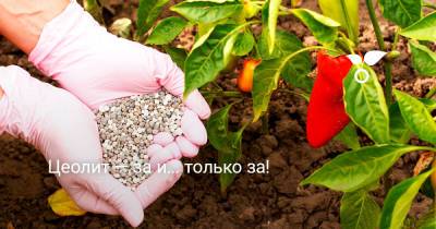 Цеолит — за и… только за! - botanichka.ru