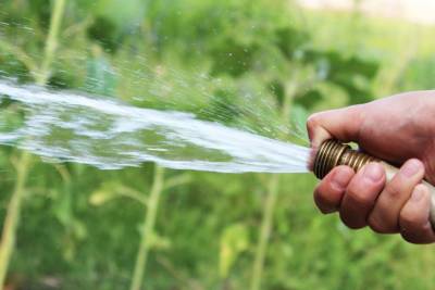 Какие огородные культуры нельзя поливать теплой водой: названы 3 растения - belnovosti.by