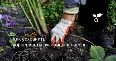 Как сохранить корневища и луковицы до весны - botanichka.ru