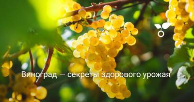 Виноград — секреты здорового урожая - botanichka.ru - г. Виноград