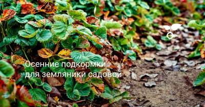 Осенние подкормки для земляники садовой - botanichka.ru