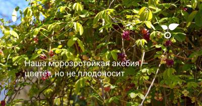 Наша морозостойкая акебия — цветёт, но не плодоносит - botanichka.ru