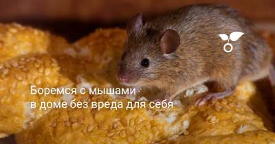 Боремся с мышами в доме без вреда для себя - botanichka.ru