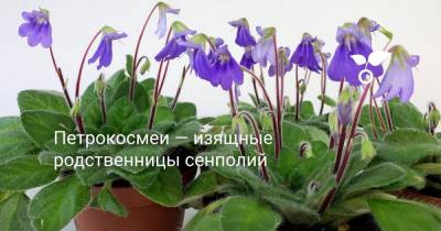 Петрокосмеи — изящные родственницы сенполий - botanichka.ru