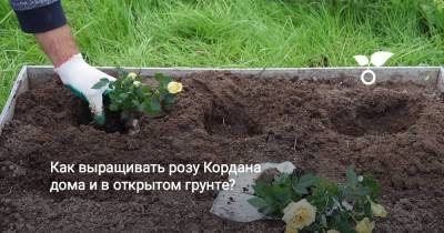 Как выращивать розу Кордана дома и в открытом грунте? - botanichka.ru