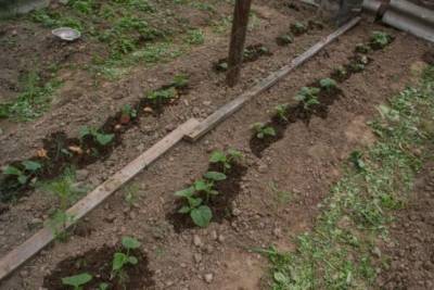 Как чередовать растения на небольшом участке: простое правило севооборота - belnovosti.by