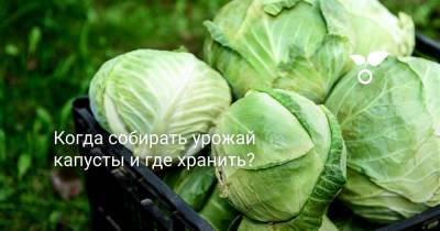 Когда собирать урожай капусты и где хранить? - botanichka.ru