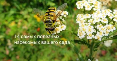 14 самых полезных насекомых вашего сада - botanichka.ru