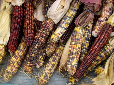 Цветная кукуруза: 7+ самых ярких и вкусных сортов - ogorod.ru