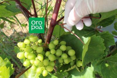 Зачем обрывают листья на винограде летом и осенью и можно ли так делать - ogorod.ru - г. Виноград