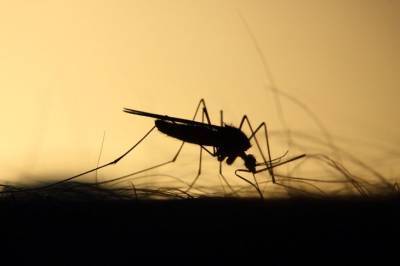 Что сажать в огороде, чтобы не было комаров: совет огородника - belnovosti.by