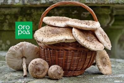 Как приготовить грибы-зонтики и отличить их от поганок - ogorod.ru