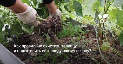 Как правильно очистить теплицу и подготовить её к следующему сезону? - botanichka.ru
