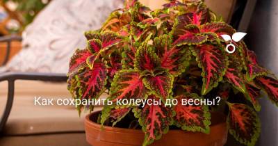 Как сохранить колеусы до весны? - botanichka.ru