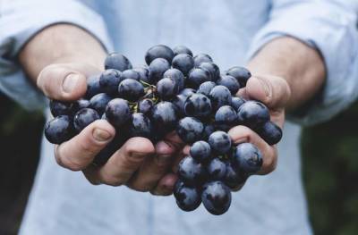 Что посадить рядом с виноградом, чтобы были обильные гроздья ягод - belnovosti.by