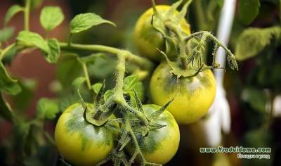 Выращивание томатов в жару – высадка рассада и уход за ней - vsaduidoma.com