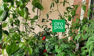 Как я провела лето: опыт огорода на балконе от новичка - ogorod.ru