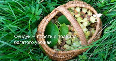 Фундук — простые правила богатого урожая - botanichka.ru