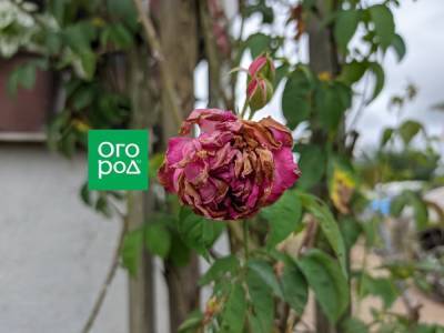 Самоочищающиеся сорта роз: фото и особенности выращивания - ogorod.ru