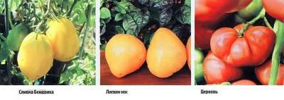 18 лучших сортов томатов с описанием - vsaduidoma.com - Киев