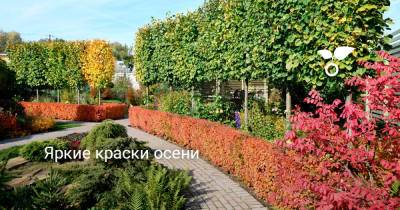 Яркие краски осени - botanichka.ru