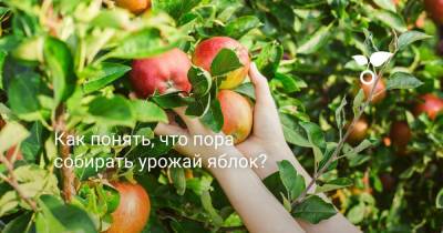 Как понять, что пора собирать урожай яблок? - botanichka.ru