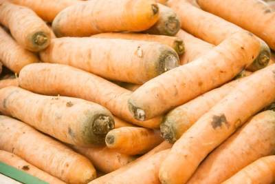 Почему морковь вырастает зеленой: какие ошибки допускают огородники - belnovosti.by