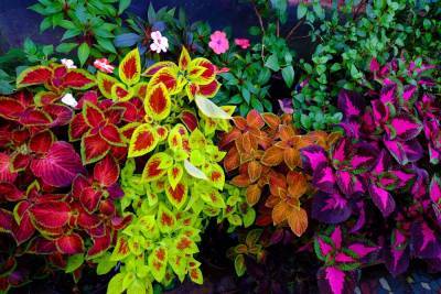 Комнатные растения с цветной листвой – 15 ярких вариантов - ogorod.ru - Гвинея