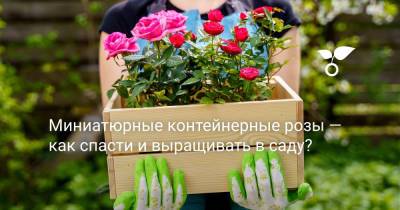 Миниатюрные контейнерные розы — как спасти и выращивать в саду? - botanichka.ru