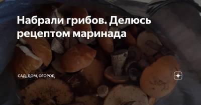 Набрали грибов. Делюсь рецептом маринада - zen.yandex.ru