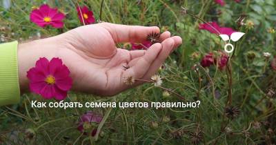 Как собрать семена цветов правильно? - botanichka.ru