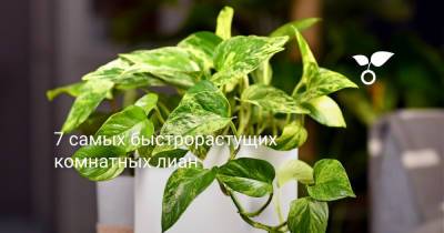 7 самых быстрорастущих комнатных лиан - botanichka.ru