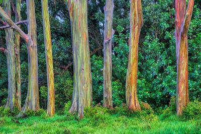 Бутылочное, земляничное, тюльпановое и еще 10 самых необычных деревьев мира - ogorod.ru - Сша - Мексика
