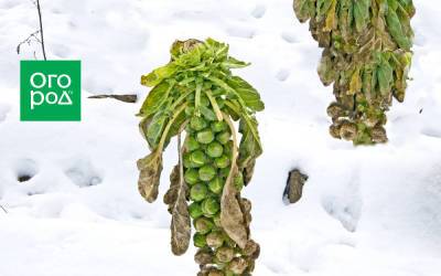 Не спешите убирать – 7 овощей, которым осенние холода на пользу - ogorod.ru