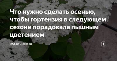 Что нужно сделать осенью, чтобы гортензия в следующем сезоне порадовала пышным цветением - zen.yandex.ru