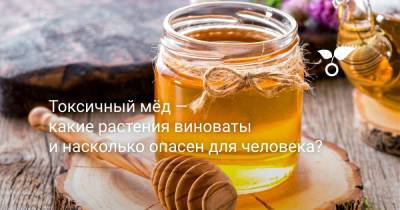 Токсичный мёд — какие растения виноваты и насколько он опасен для человека? - botanichka.ru - Россия - Сша