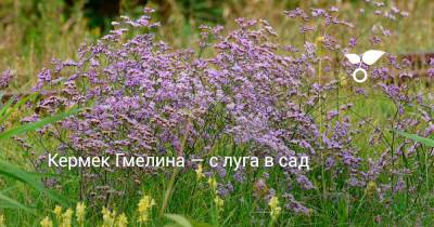 Кермек Гмелина — с луга в сад - botanichka.ru