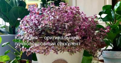 Каллизия — оригинальный почвопокровный суккулент - botanichka.ru