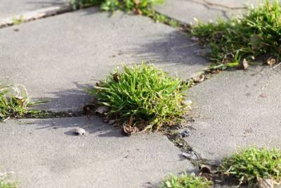 Как быстро убрать сорняки между тротуарной плиткой: хитрость, которая работает - belnovosti.by