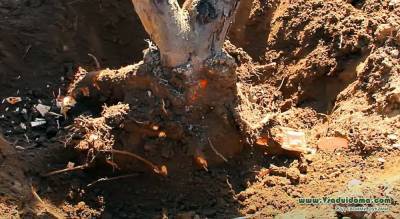 3 причины выкорчевать старое плодовое дерево и посадить новое - vsaduidoma.com