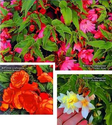 Цветы однолетники и многолетники – новые сорта которые НЕ СТОИТ покупать: отзывы агронома - vsaduidoma