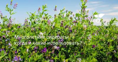 Многолетние сидераты — когда и какие использовать? - botanichka.ru - г. Виноград