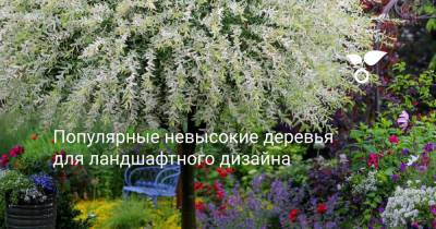 Популярные невысокие деревья для ландшафтного дизайна - botanichka.ru