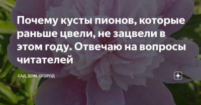 Почему кусты пионов, которые раньше цвели, не зацвели в этом году. Отвечаю на вопросы читателей - zen.yandex.ru